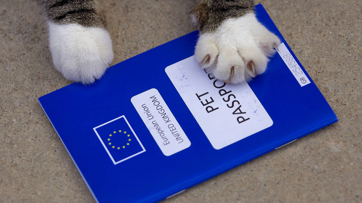 Pet owners warned new EU travel rules could make some animal passports ...