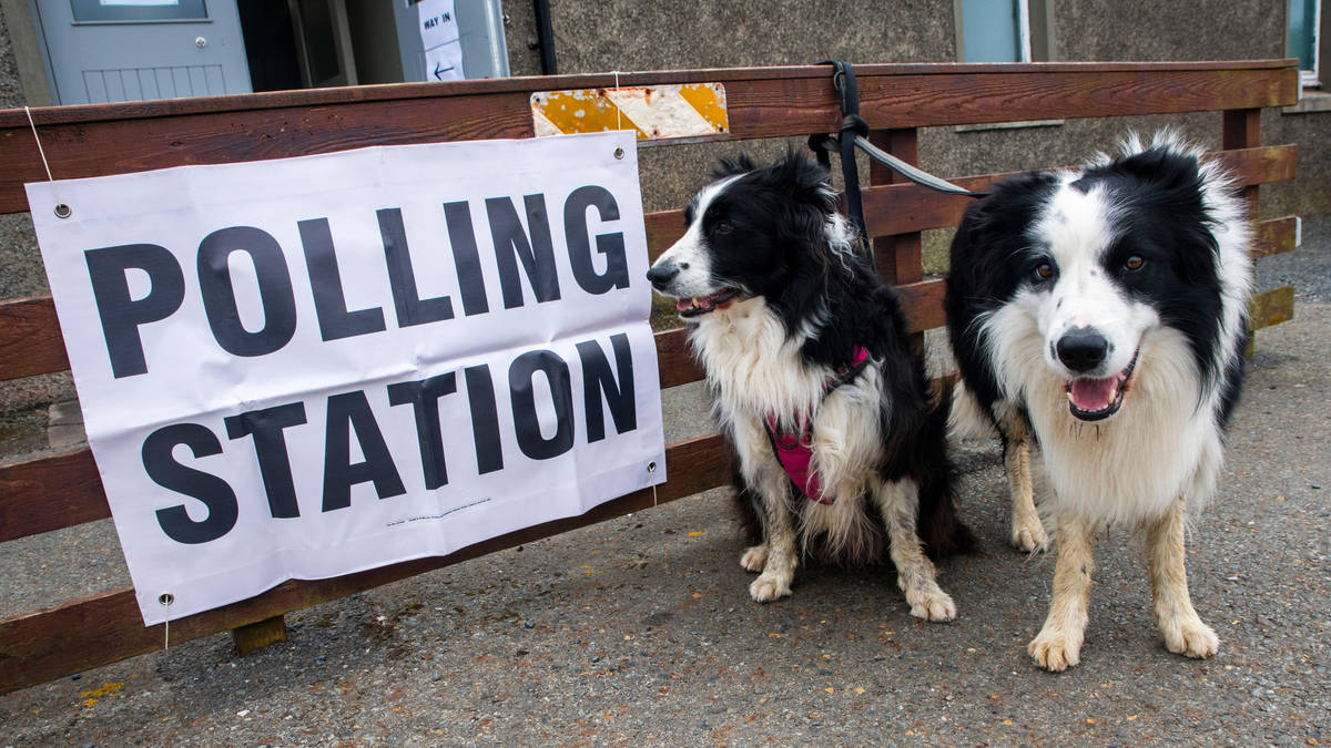 The best pictures of dogs at polling stations as voting continues | LBC