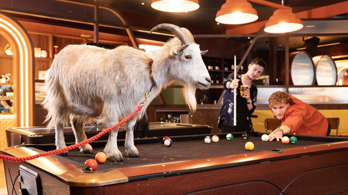 The Week in Pictures: It's a gruff break for these pool players, and a 100-metre portrait of Sir David Attenborough is unveiled