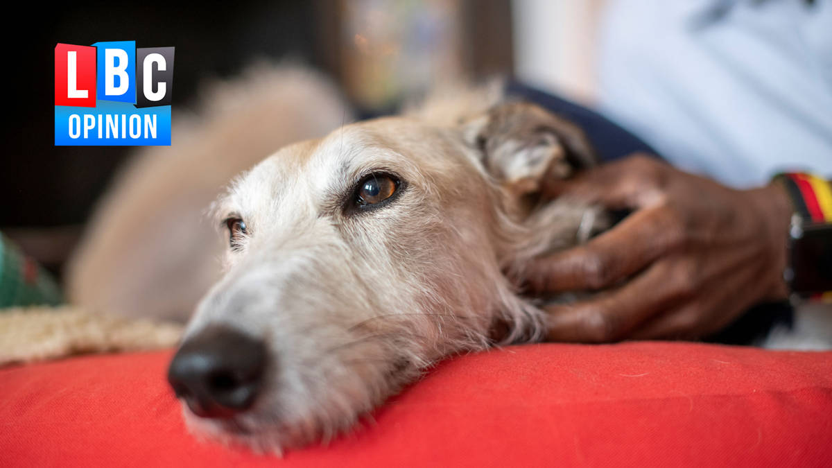 Britain’s hidden pet welfare crisis is forcing owners to choose between ...