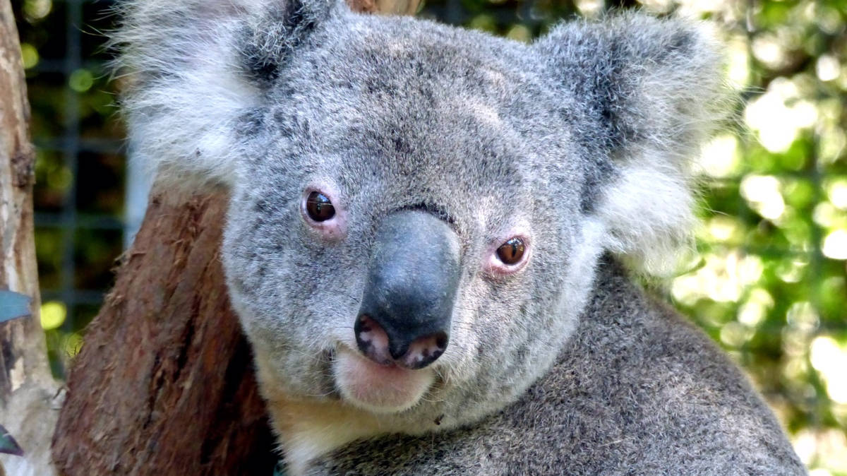 Can Animals Get STDs? | LBC
