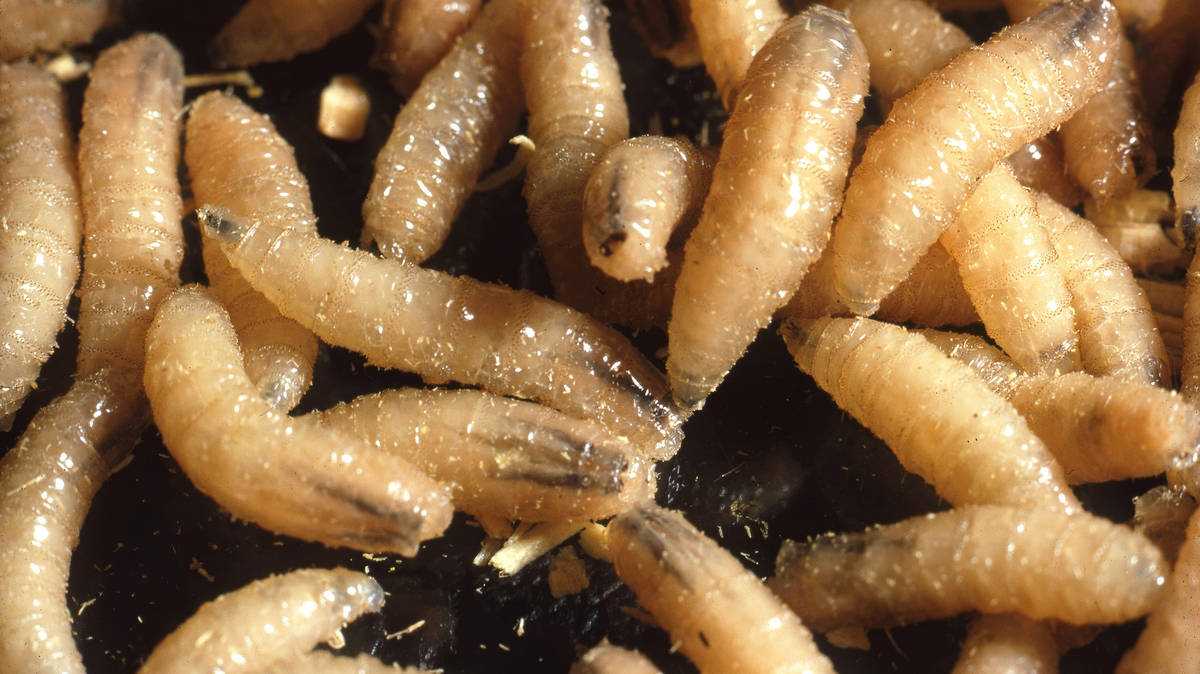 Flesh-eating parasite arrives in US Texas for first time in 60 years as ...