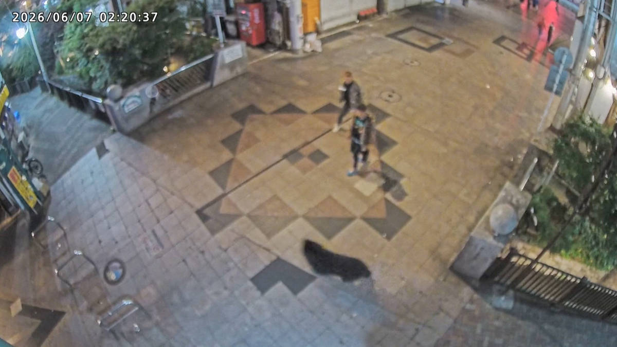 Japanese city closes all schools over bear sighting as attacks in the country on the rise