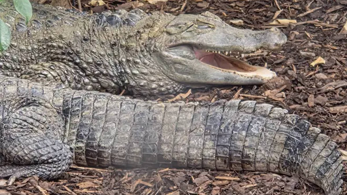 Wowcher 'extremely sorry' over email poking fun at crocodile attack after toddler throw in zoo enclosure