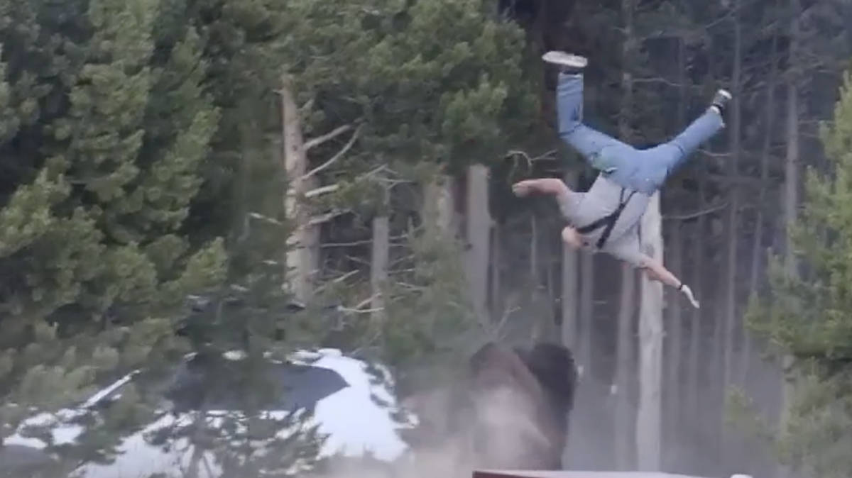 Shocking moment tourist is hurled eight feet into the air by rampaging bison at Yellowstone National Park