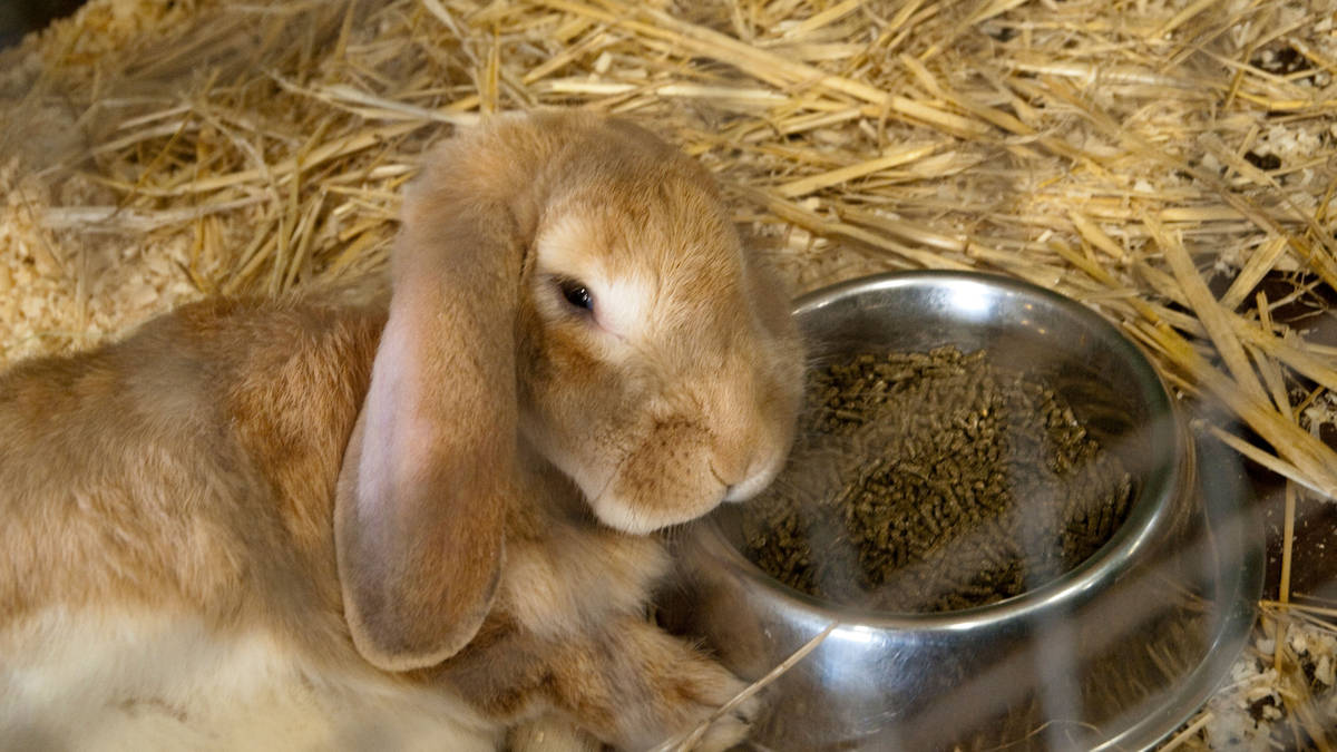 Warning to small pet owners amid UK heatwave - as RSPCA shares tips on how to keep furry friends cool