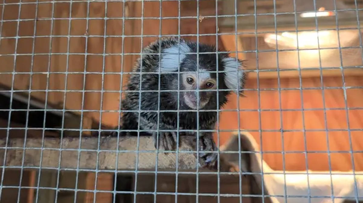 £3,000 reward offered after monkey dubbed Oyster abandoned on London bus