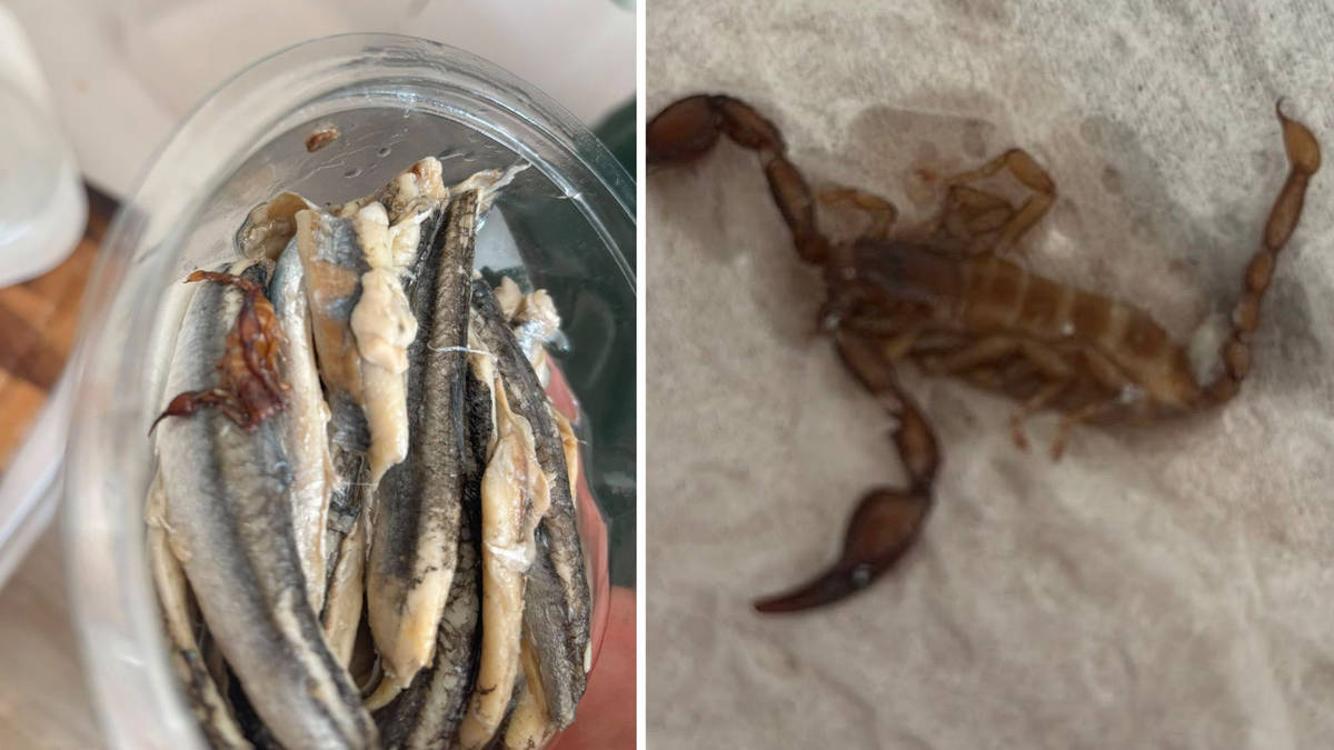 'Claws and everything!': Grandmother's shock at finding 'whole scorpion' packaged in M&S anchovies