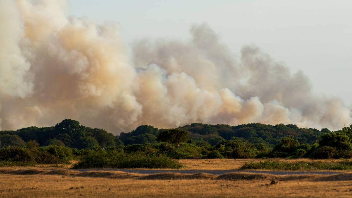 More than 20 fire engines tackle heathland blaze after A31 vehicle fire spreads