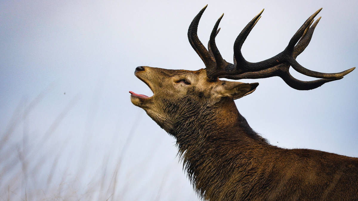 Stag shot dead after attacking man having picnic in Richmond Park