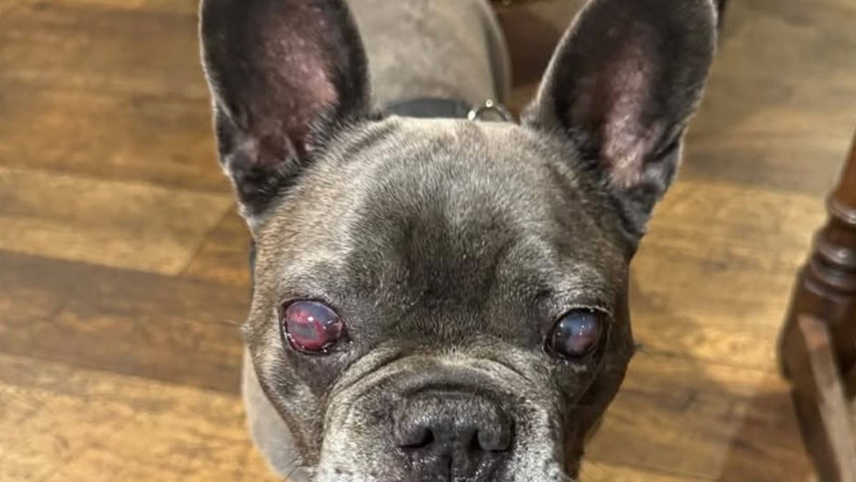 Dog owner whose French Bulldog 'went blind from luxury food brand' issues stark warning