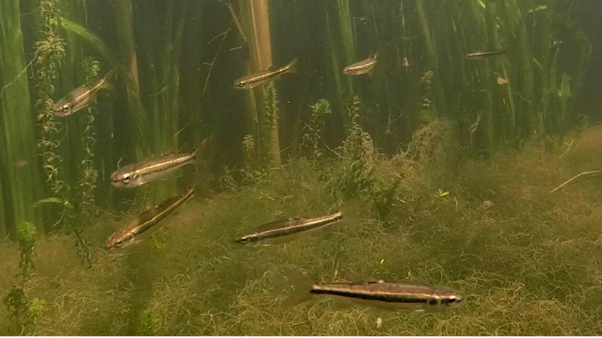 Stickleback fish can change their social behaviour to help them find food in cloudy water, study says