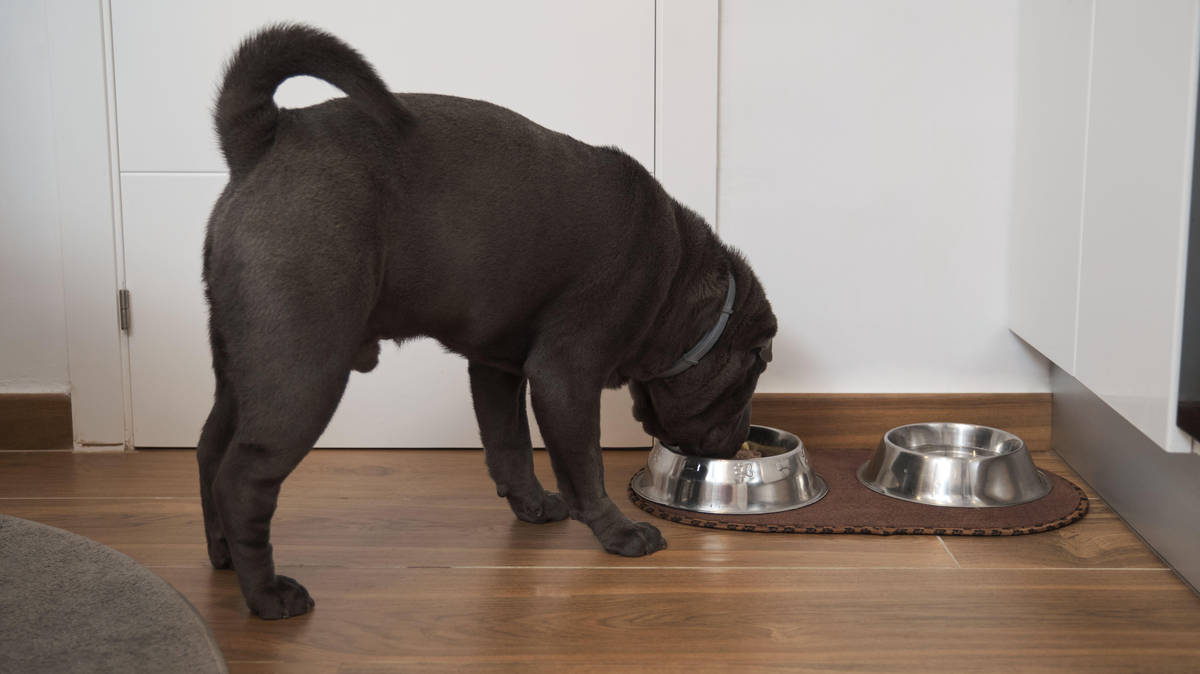 Dog food brand reports investigation found no link with eye problems in ...