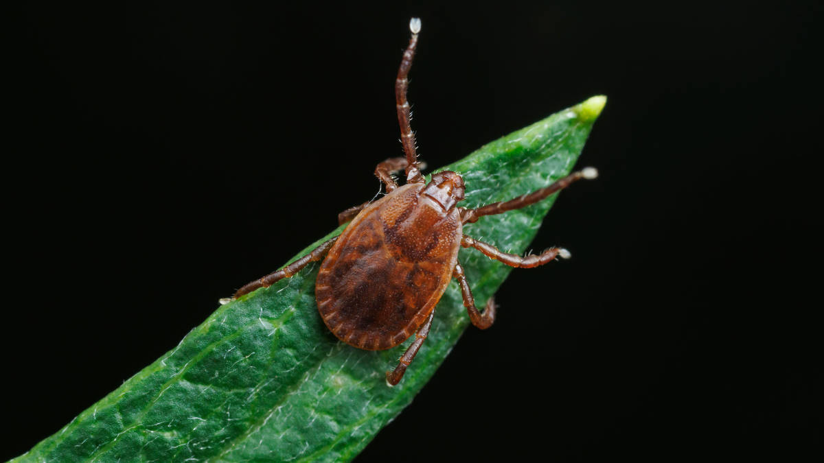 Disease-carrying ticks living longer in UK due to heatwaves, experts ...