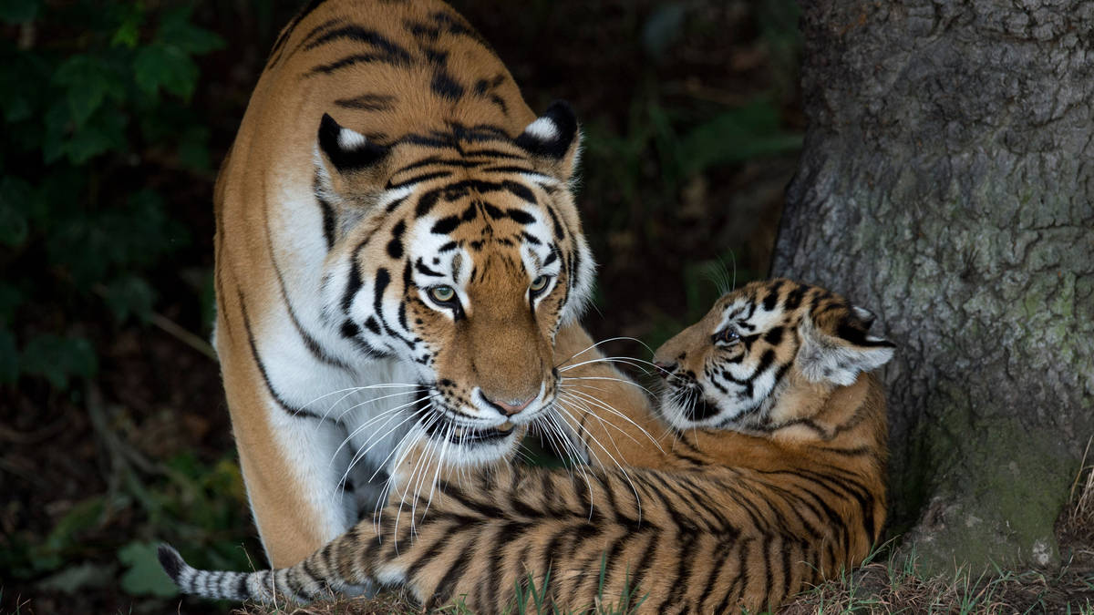 Wildlife Park remains closed after man mauled to death in tiger enclosure