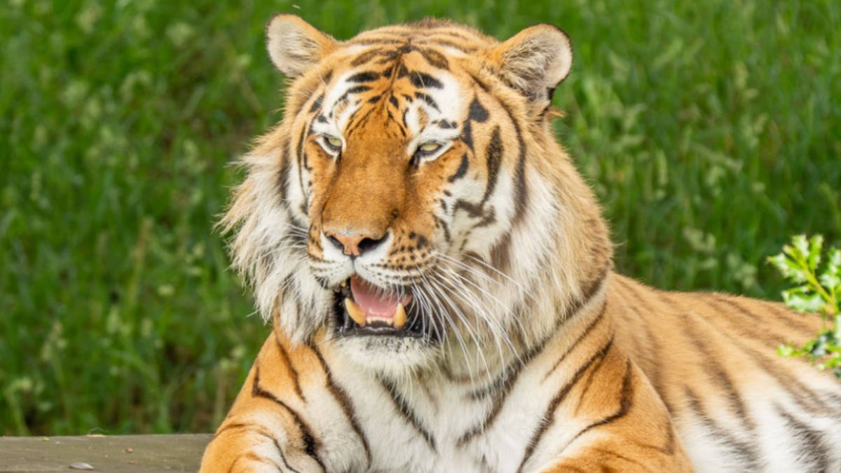 What was the tiger that killed man in zoo and is Yorkshire Wildlife Park still open?