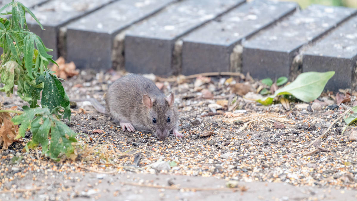 Reported summer rat sightings up 15% on last year – Rentokil | LBC