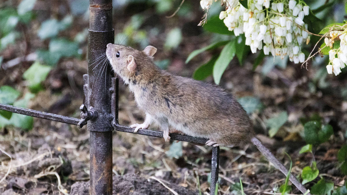 Soaring summer temperatures trigger surge in UK rat activity - as ...