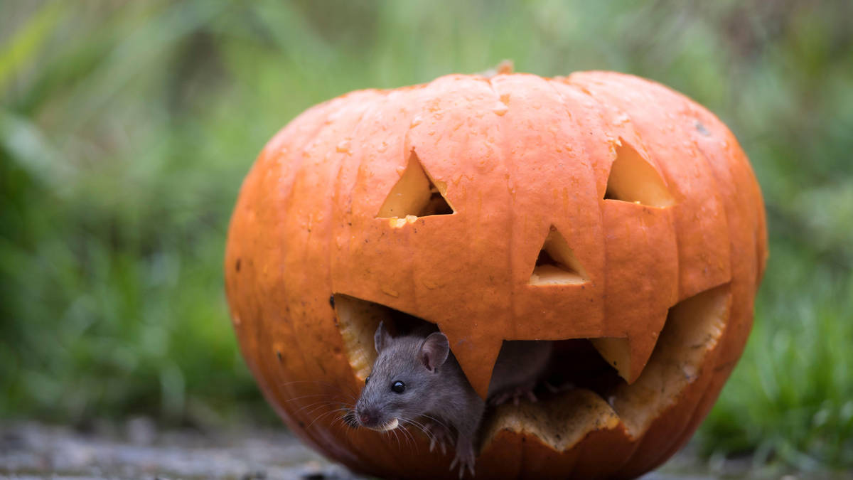 Pumpkins left outside for Halloween could invite rats and mice into homes, warns pest control expert
